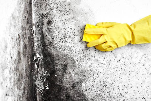 Best Attic Mold Removal  in Pleasant Hill, MS