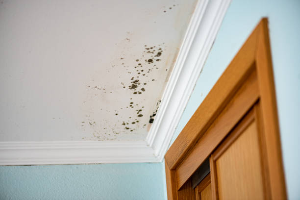 Best Professional Mold Removal  in Pleasant Hill, MS