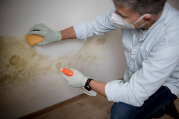 Best Toxic Mold Removal  in Pleasant Hill, MS
