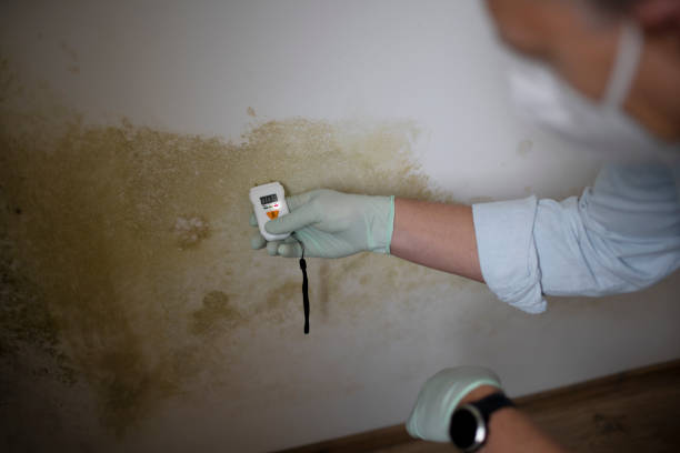 Best Toxic Mold Removal  in Pleasant Hill, MS