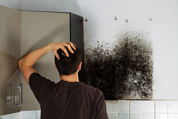 Best Best Mold Removal Companies  in Pleasant Hill, MS