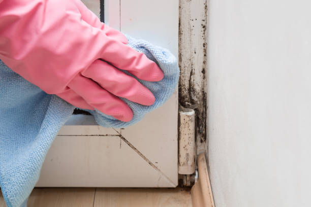 Best Mold Removal Process  in Pleasant Hill, MS