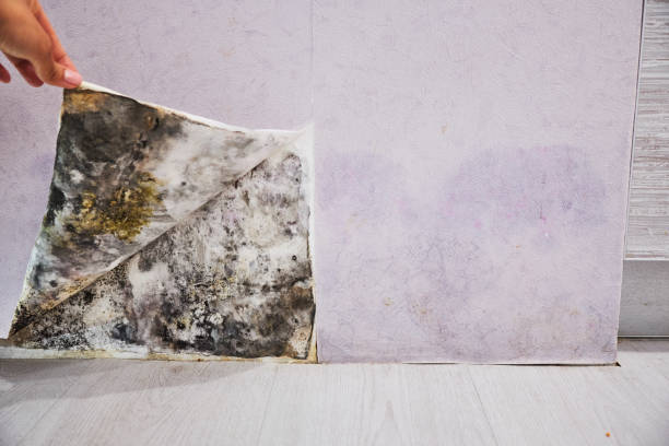 Mold Removal Process in Pleasant Hill, MS